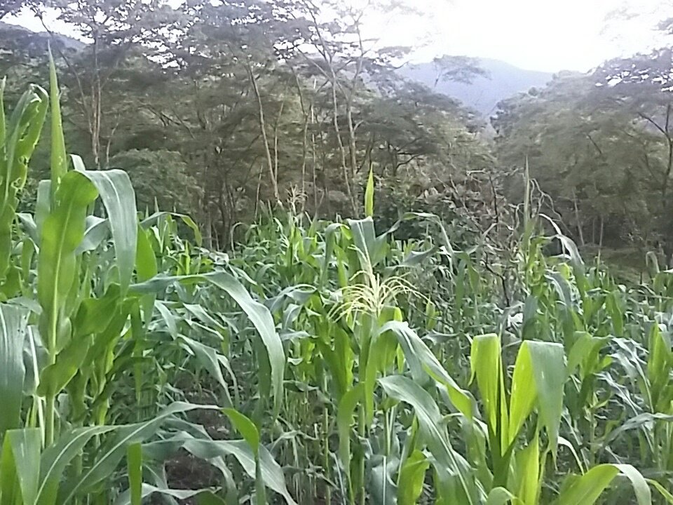 Asi se despierta en el campo #felizdomingo