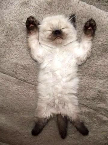 Il a la vie dur celui là 😂😍😂😍😂😍😂 beaucoup trop de mal à se faire à sa nouvelle maison 😂😂😂😂