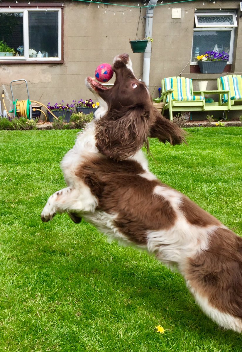 Fasternie71's tweet photo. #SundayMorning #SpringerSpaniel https://t.co/EHbUd8O2iC