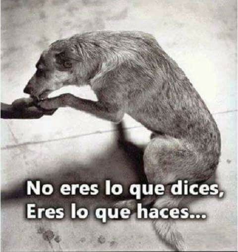 REFUGIOLACANDEL's tweet photo. #FelizDomingo amigos!!Esta es una cuenta ejemplar,pues defiende y respeta a los animales!Da igual la especie o raza!Son TODOS IGUALES! 🙌🏻 https://t.co/KkoNkn3P7h