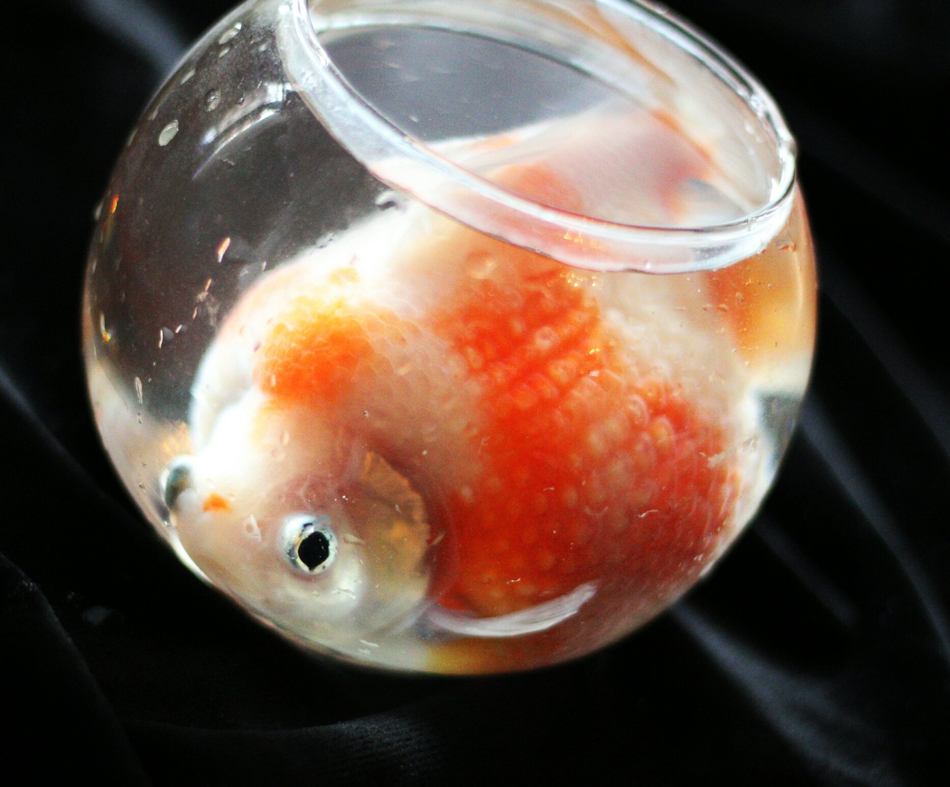 シゴカ 飼育５年目のピンポンパールです まだ飼い始めの時 水替え時に使っていたガラス容器に久し振りにちょっと入れてみました もっと可愛いのを想像してたんだけど 大きく なったね T Co Tyfzgzbssa Twitter