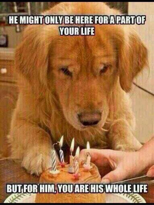 CauseWereGuys's tweet photo. RT if you love your dog https://t.co/mhDwekvwtT