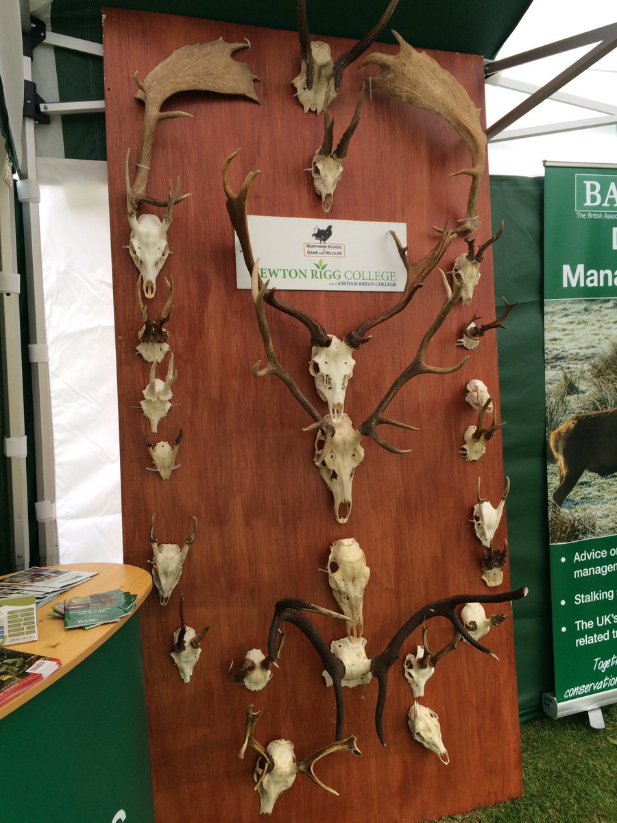 National_shoot's tweet photo. If you have a Deer head that needs measuring @BASCNorth are here in the #DeerFocus area all day! #NSS2017 #Deer #ShootingShow https://t.co/Gx5jW3zQAw