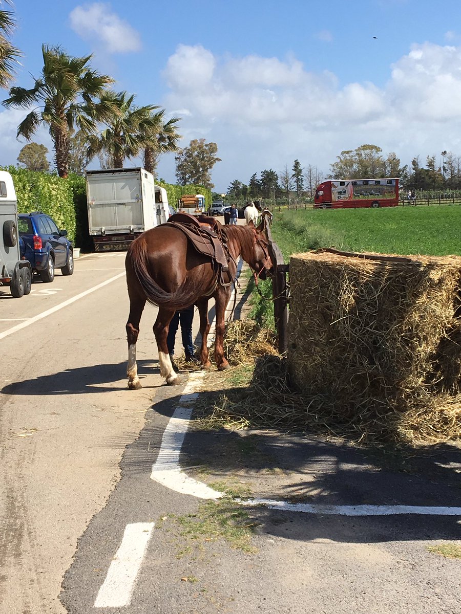 FabrizioForsoni's tweet photo. Equiraduno Naz.le UISP Attività Equestri! Si parte! Tutto pronto! @UispNazionale https://t.co/H4q1ZeapB9