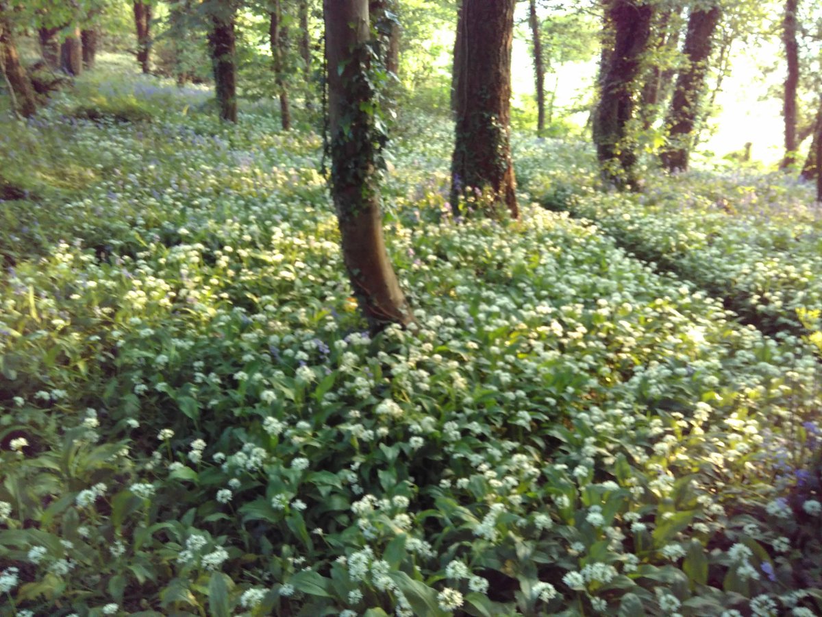 robintransition's tweet photo. Bluebell/wild garlic oak woods shortly after sunrise @dartington #SoundCamp #Reveil2017 https://t.co/itoMEpXcUs