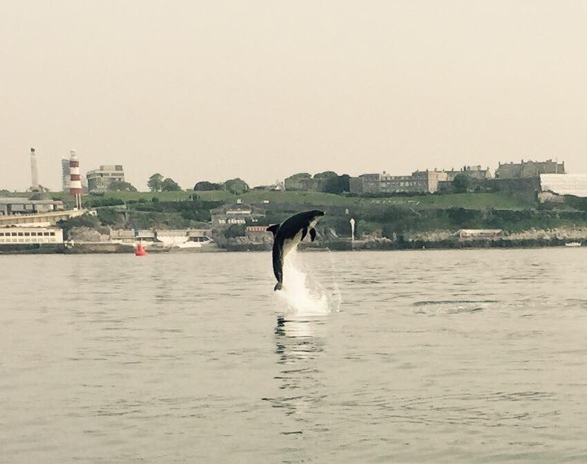 PlymBoatTrips's tweet image. Dolphins in Plymouth Sound this morning ❤️ Photo taken by Ben on the Cawsand Ferry #loveplymboattrips