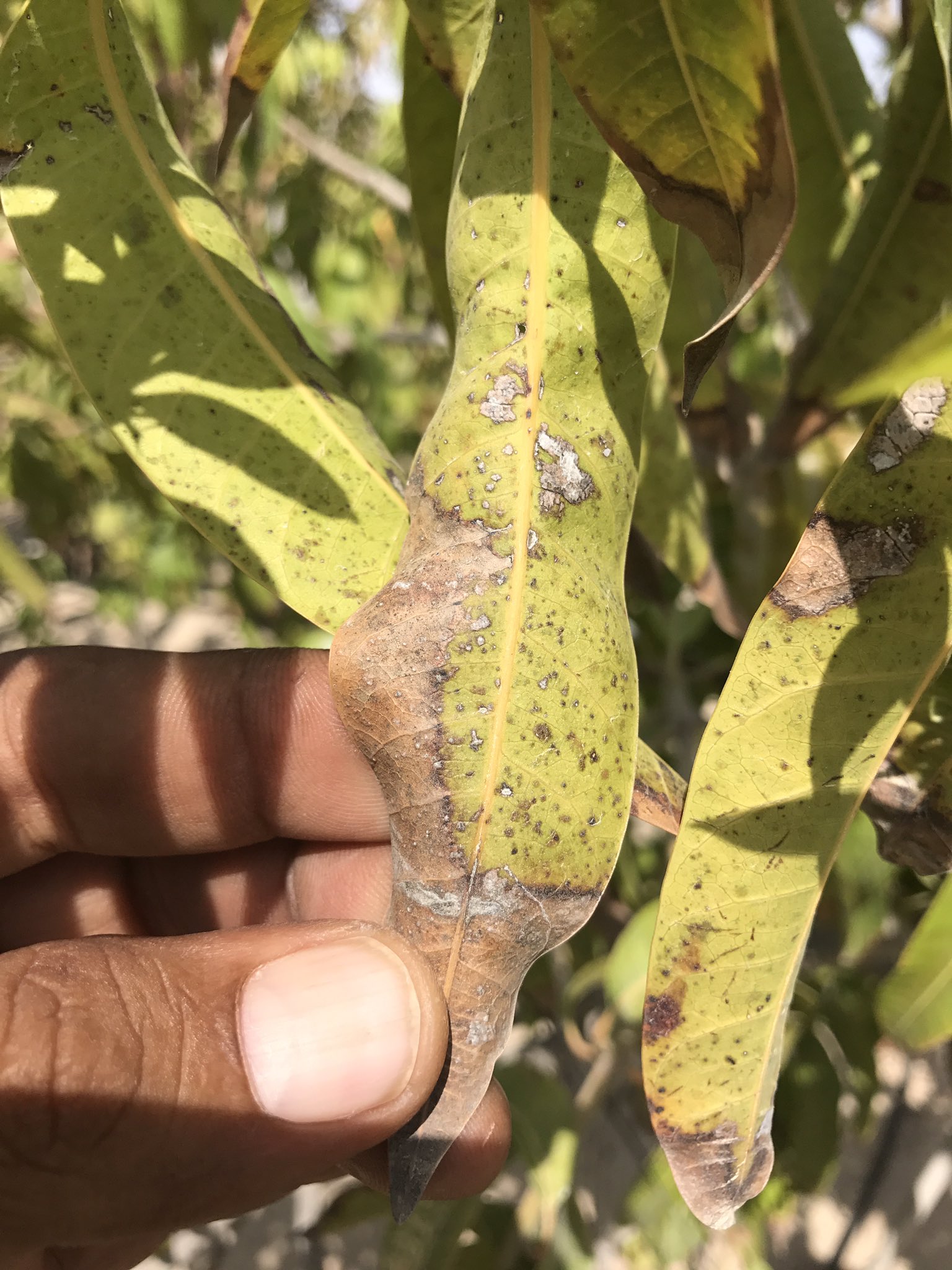 عتيج سيف السويدي Twitterissa أحاول منذ أسبوعين معرفة سبب احتراق أوراق المانجو في بيت البحر أو سبب التسمم الملحي أو نقص الحديد أو الأسمدة الزائدة أو نقص المغذيات الدقيقة Https T Co Twwq0jaexn