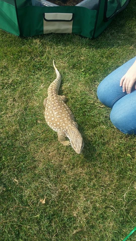 tommysfund's tweet image. #Fundraising Family Fun Day in aid of @tommysfund &amp;amp; @ConnorSaunders5 19th August 2017 #shoreham #worthing #sussex facebook.com/events/1386880… …