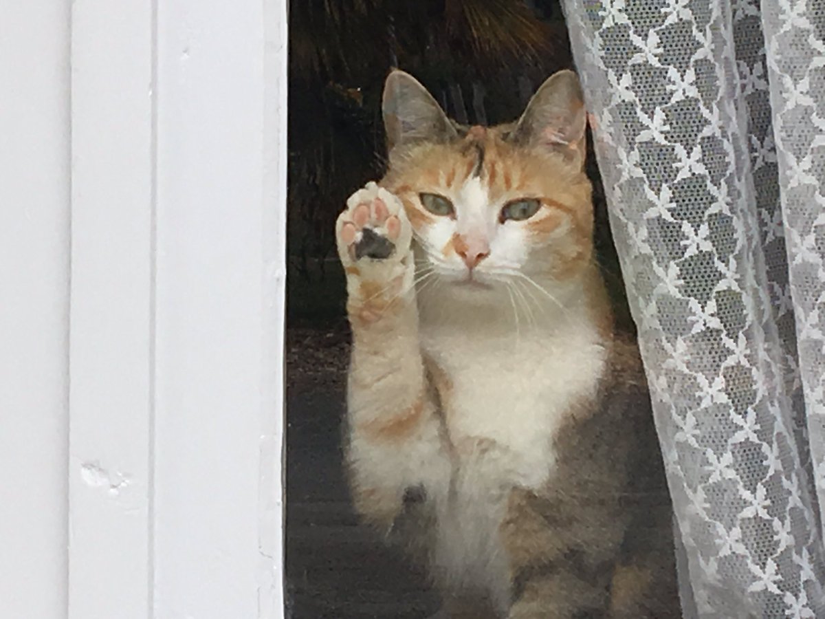 Diablo_Siamese's tweet image. .@TravellingCats visiting #ChateauChampion this morning and couldn't believe it when this little French #cat waved #SaintEmillion #France