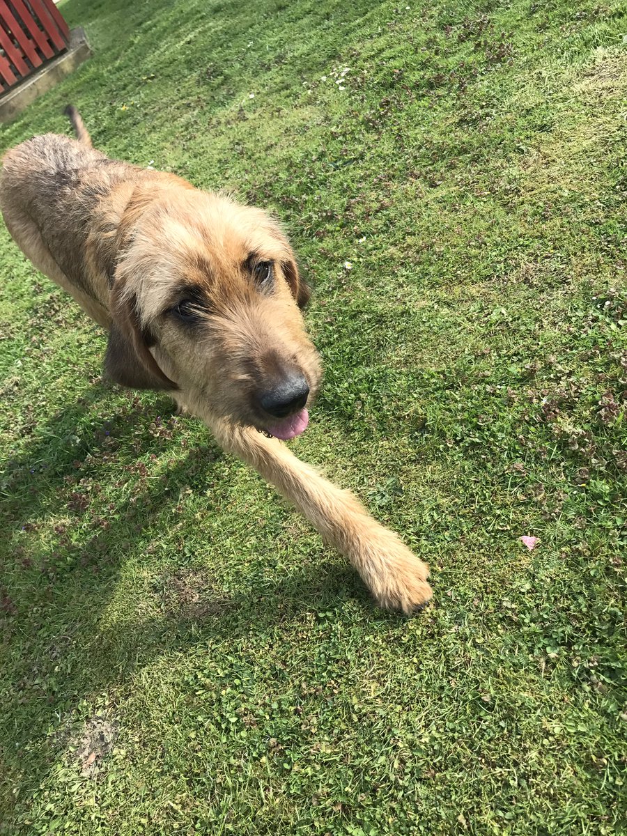 Lucy281016's tweet photo. #bloodhound #dogsoftwitter @dogcelebration #lucy #garden #fun https://t.co/ZdRGXqzJ75
