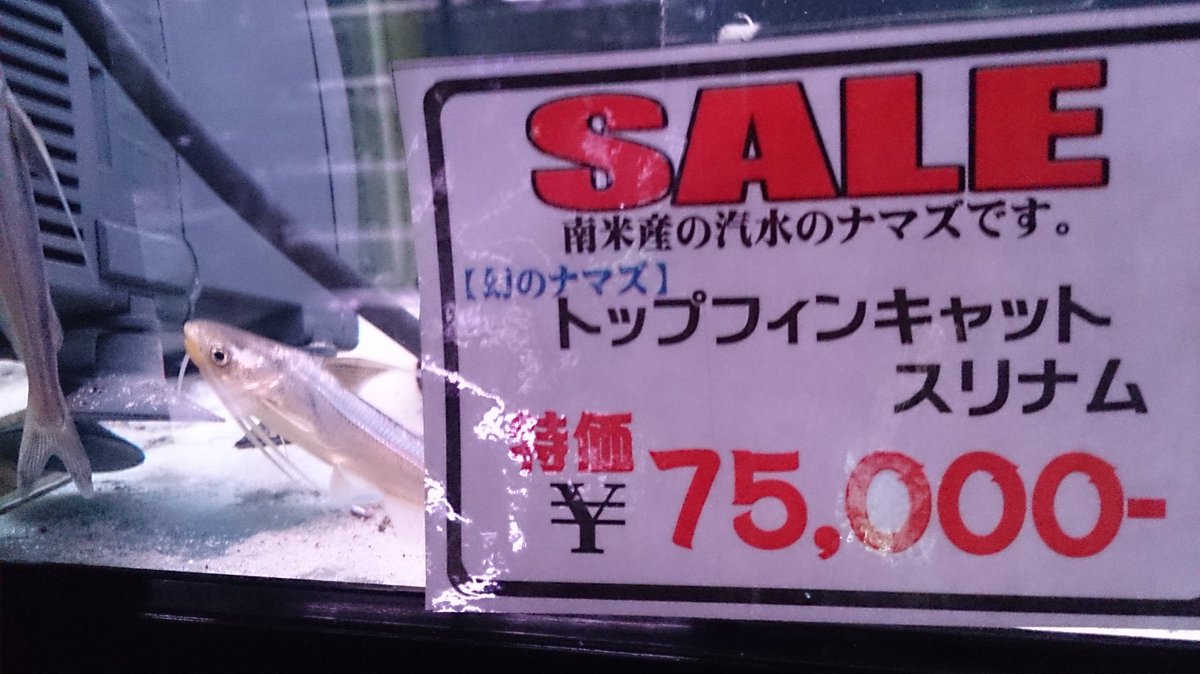 Pd熱帯魚センター小動物部 改装工事をしております大型魚コーナーですが ひとまずこんな感じになっております 水草担当がレイアウトをしたり 熱帯魚担当がオススメする珍しい魚などを入れていく予定です 今回は幻のナマズをご紹介です Pd熱帯魚