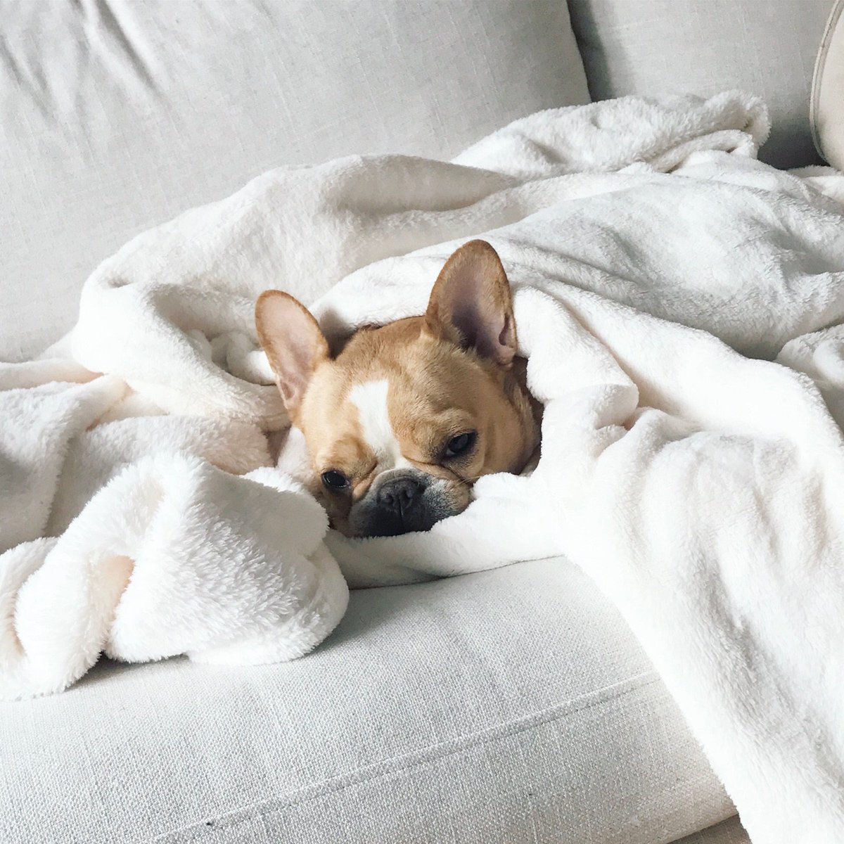 Wake up, sleepyheads! It’s time to shop <a href="/chloethemini/">emma the mini frenchie 🐶</a>’s stylish picks for pups. Click here to start the pampering: rue.la/ChbH30brgSR
