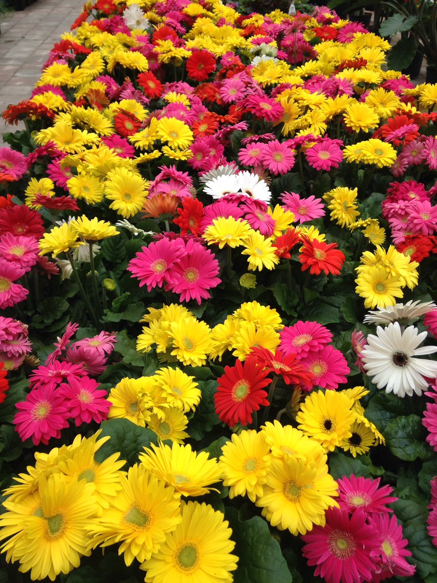 Gorgeous Gerberas to cheer us up on a cold day :-)