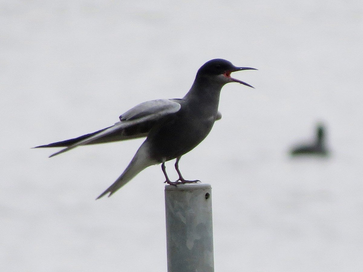 NijmegenBirder's tweet photo. Nice to see these guys back on territory #Oudewaal #Ooijpolder https://t.co/e1sfg8IQqA