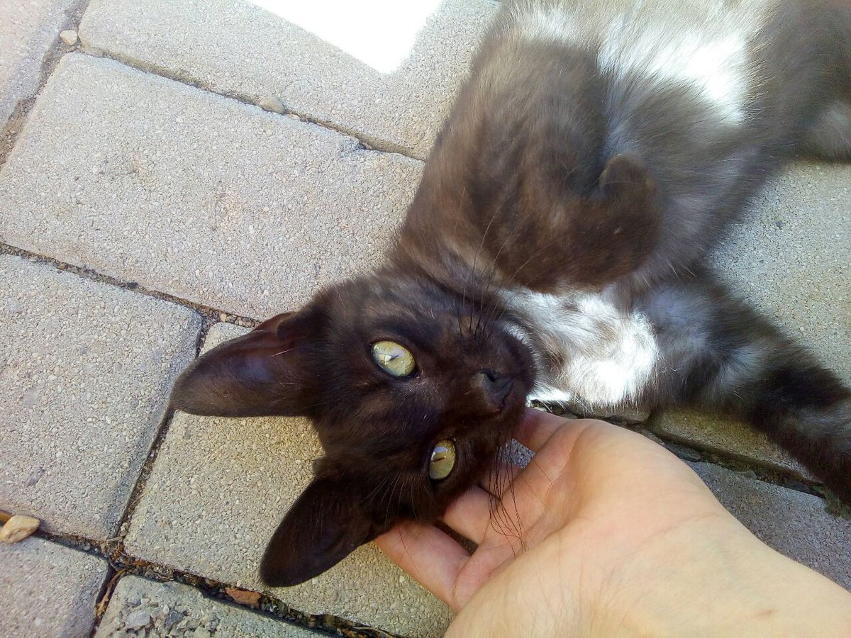 Aracnephobia's tweet photo. Una amiga ha encontrado este gatito en Dílar (Granada). Está muy delgado pero es megacariñoso y busca un hogar o a sus dueños. RT, plis. https://t.co/jefTljlUmp