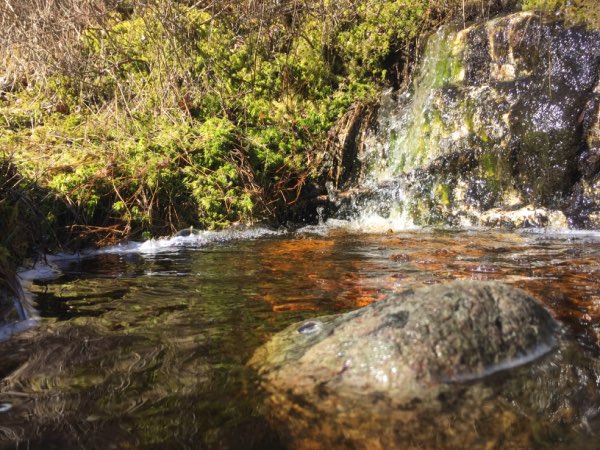 fgjestad's tweet photo. Wild spring nature https://t.co/drXIrMaagw