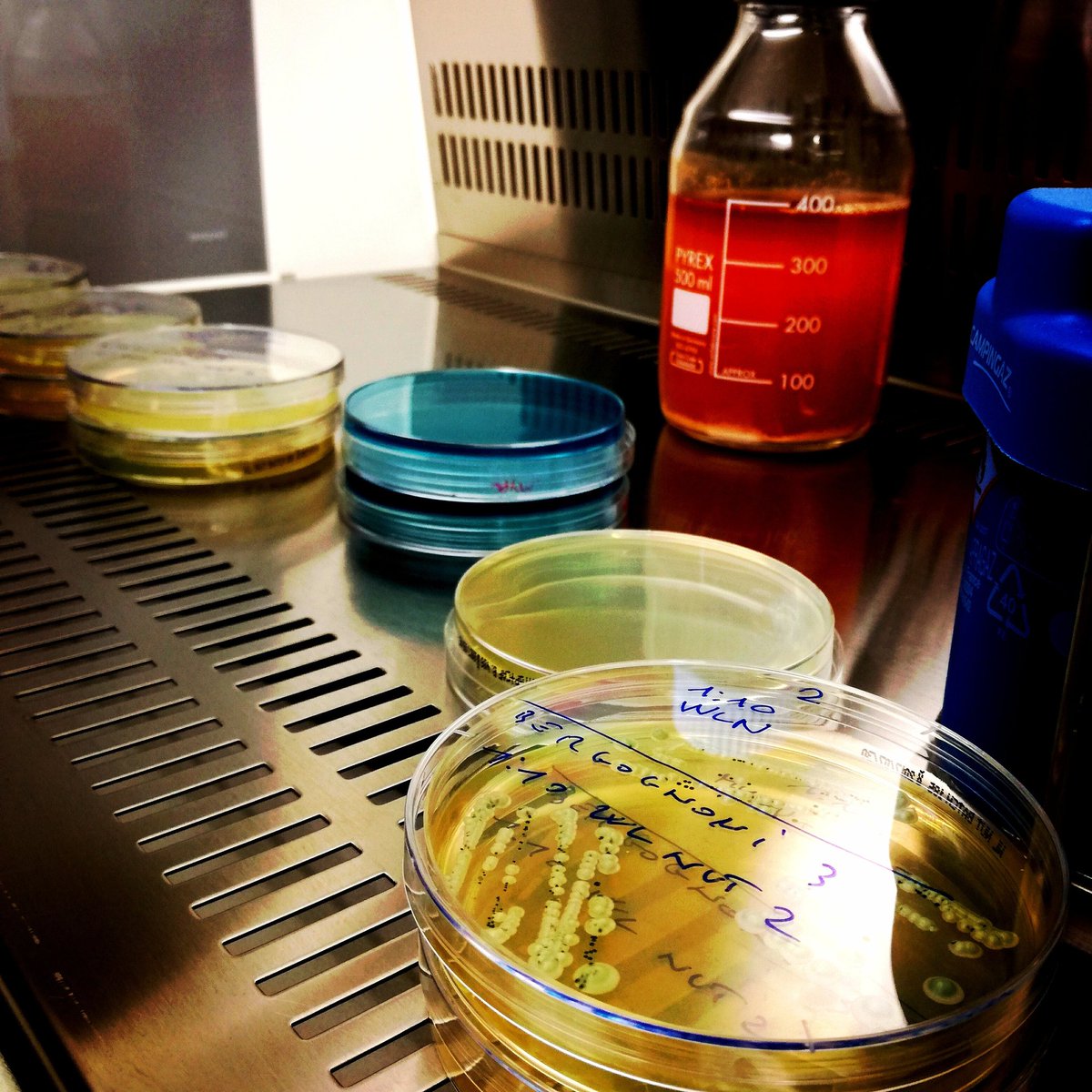 AlexPiragna's tweet photo. Taming yeasts at @PersonalBrewer #PersonalBrewery #PersonalLab #brewingscience #microbiology #yeastwrangling #wildcapture https://t.co/1CDk4ZYaXk