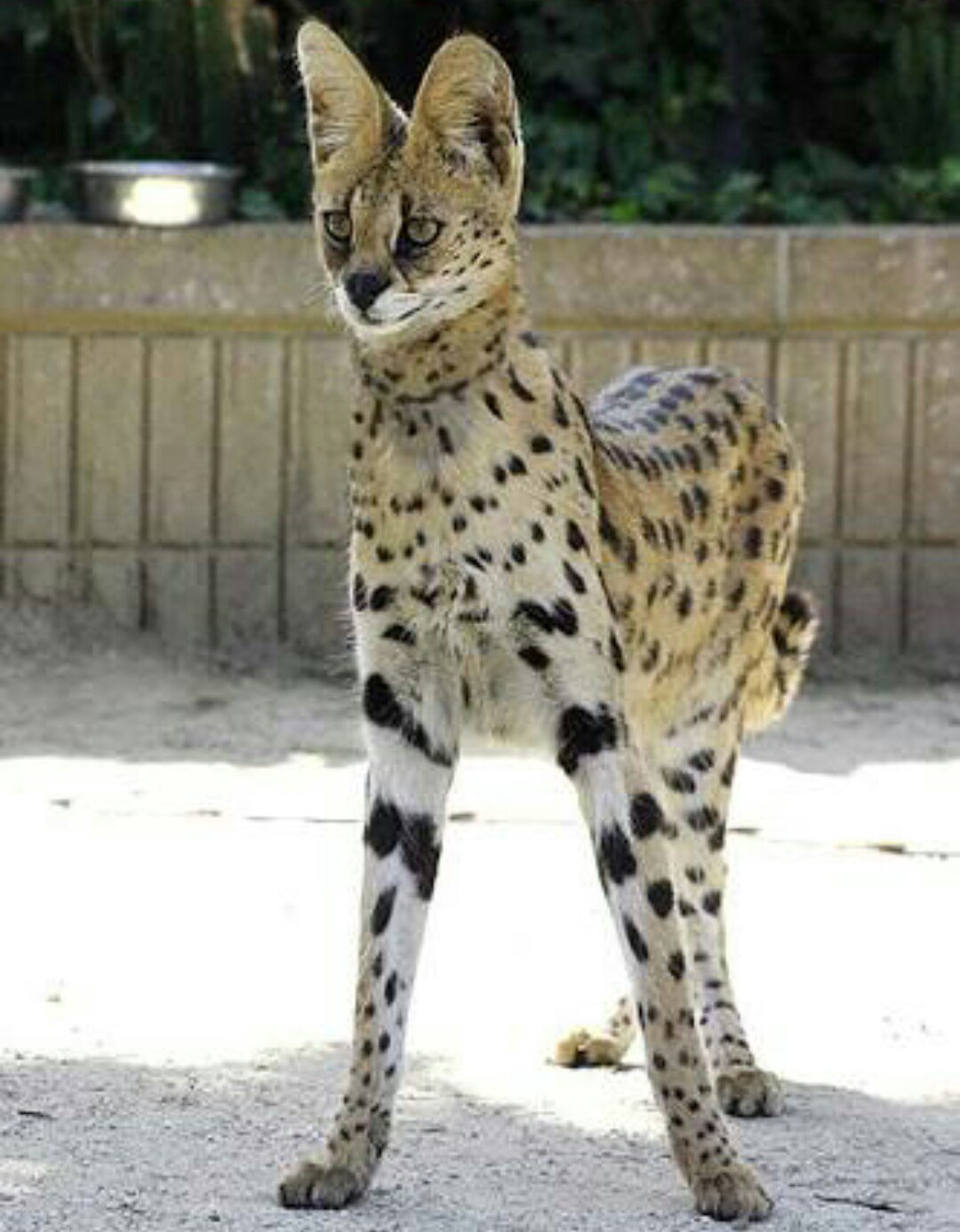 けものフレンズ元動物紹介bot サーバルキャット ネコ目ネコ科ネコ属 レッドリストlc 軽度懸念 サバンナ に生息する中型のネコ科動物 短い尻尾と大きな耳を持ち この耳でネズミなどの動きを察知する 発達した後ろ足は高さ2mのジャンプを生み出す けものフレンズ元動物紹介bot サーバルキャット ネコ目ネコ科ネコ属 レッドリストlc 軽度懸念 サバンナ に生息する中型のネコ科動物 短い尻尾と大きな耳を持ち この耳でネズミなどの動きを察知する 発達した後ろ足は高さ2mのジャンプを生み出す