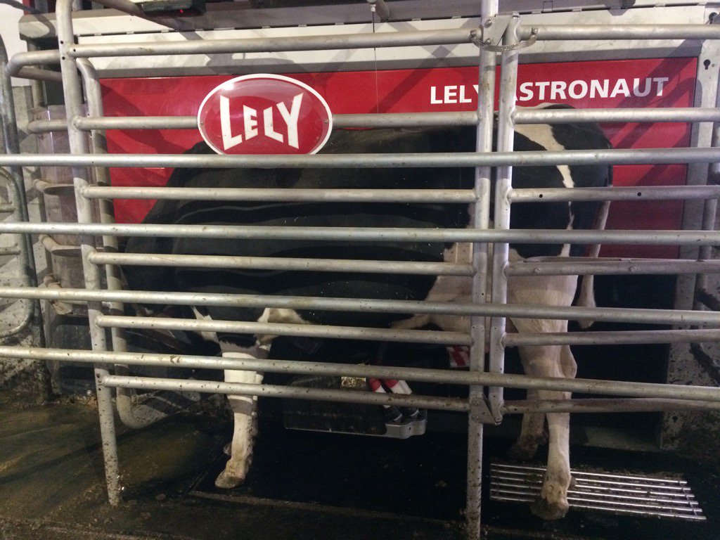 AmandaOConnell5's tweet photo. First cow I have had to fetch at #robot3 since last Thursday #heifer #lely https://t.co/8KtVzm1wPe