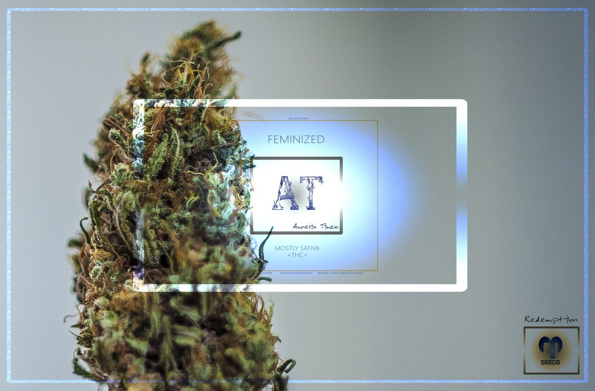 RedemptionSeeds's tweet photo. Amnesia Timex ® Redemption Seeds https://t.co/i8oVUDIYhA