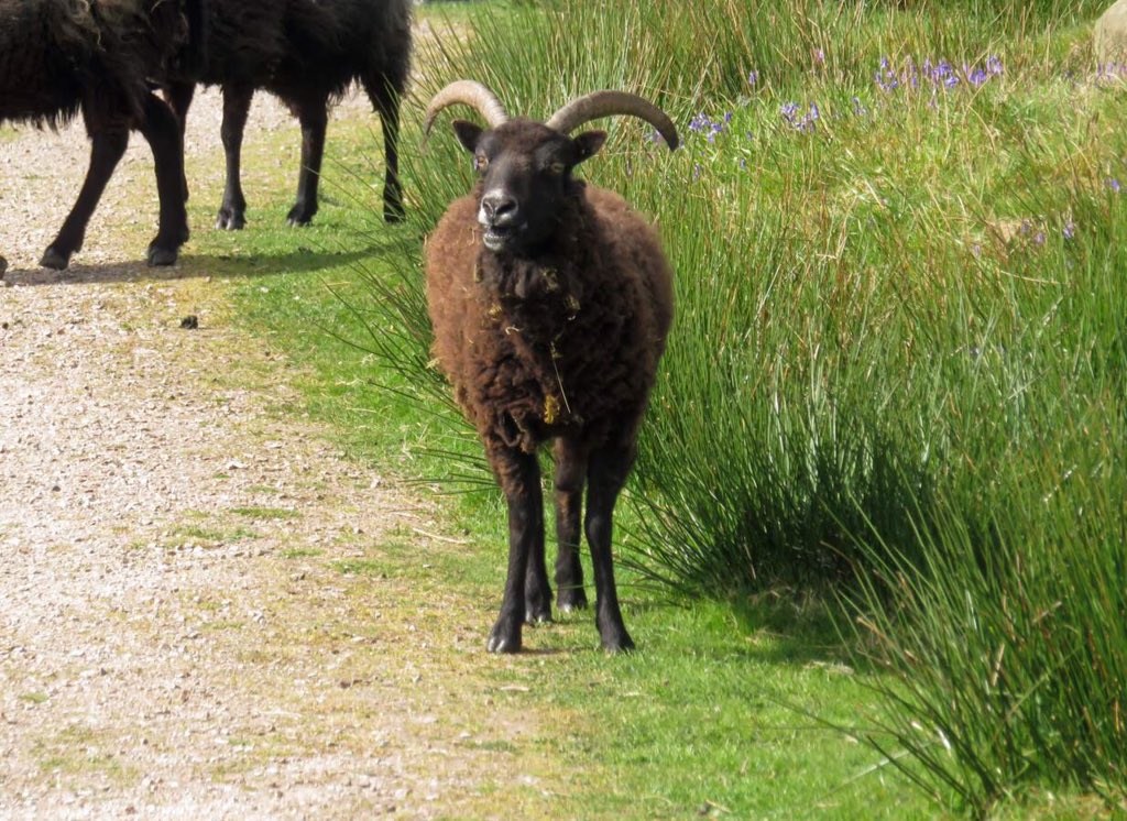 6of6s's tweet photo. Black Sheep live in Tarbet Castle grounds one came over &amp; sniffed Bryhers bum 😱😂 https://t.co/JezYOxSenQ