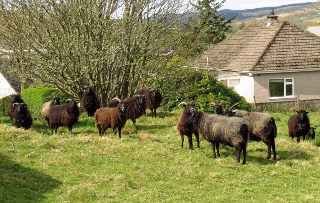 6of6s's tweet photo. Black Sheep live in Tarbet Castle grounds one came over &amp; sniffed Bryhers bum 😱😂 https://t.co/JezYOxSenQ