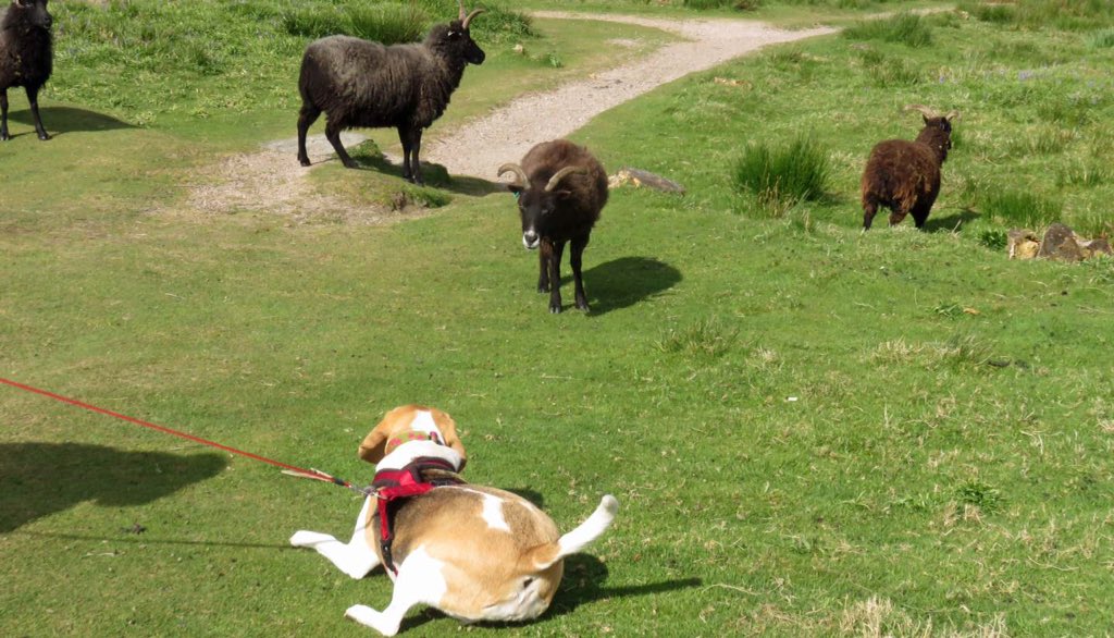 6of6s's tweet photo. Black Sheep live in Tarbet Castle grounds one came over &amp; sniffed Bryhers bum 😱😂 https://t.co/JezYOxSenQ