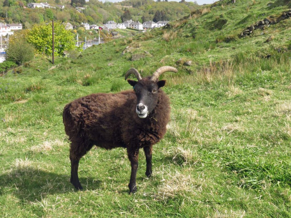6of6s's tweet photo. Black Sheep live in Tarbet Castle grounds one came over &amp; sniffed Bryhers bum 😱😂 https://t.co/JezYOxSenQ