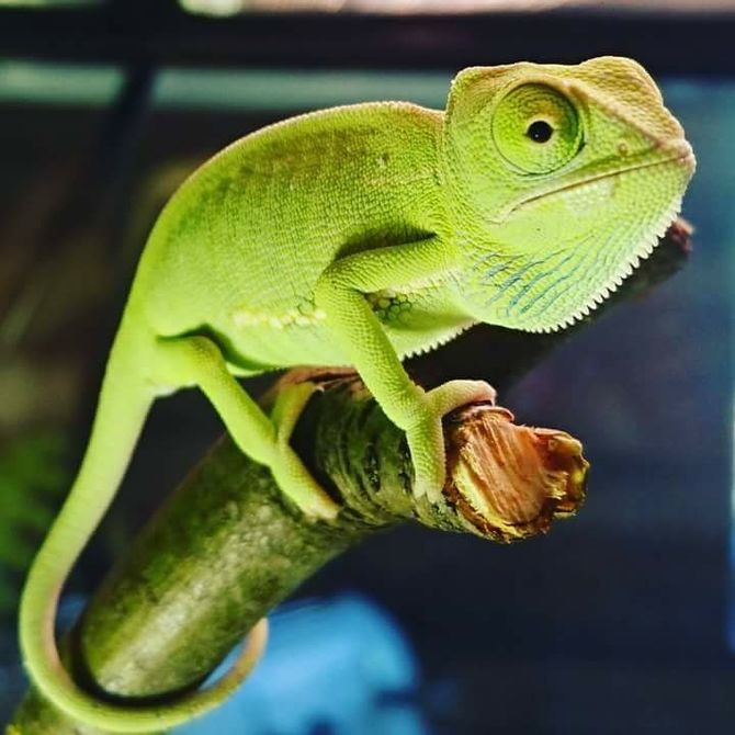 #43 Chameleon

Chameleon eyes have a 360-degree arc of vision and can see two directions at once.