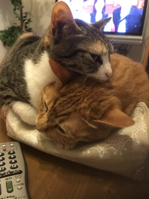 今日は更新お休み 