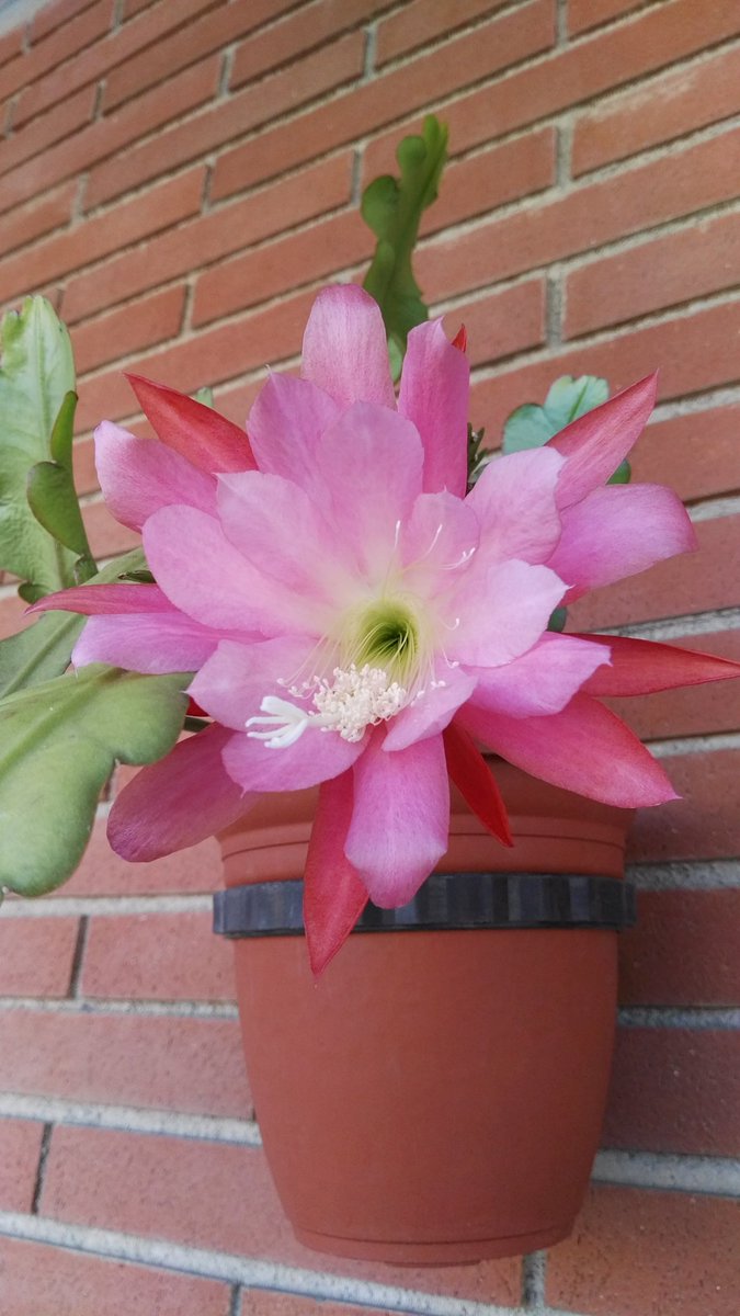 Laginesta's tweet photo. My today's bloom ❤#SpringTime #primavera #socdeprimavera #flowers #gardening #flors #flowers https://t.co/GlmCPq7uDJ