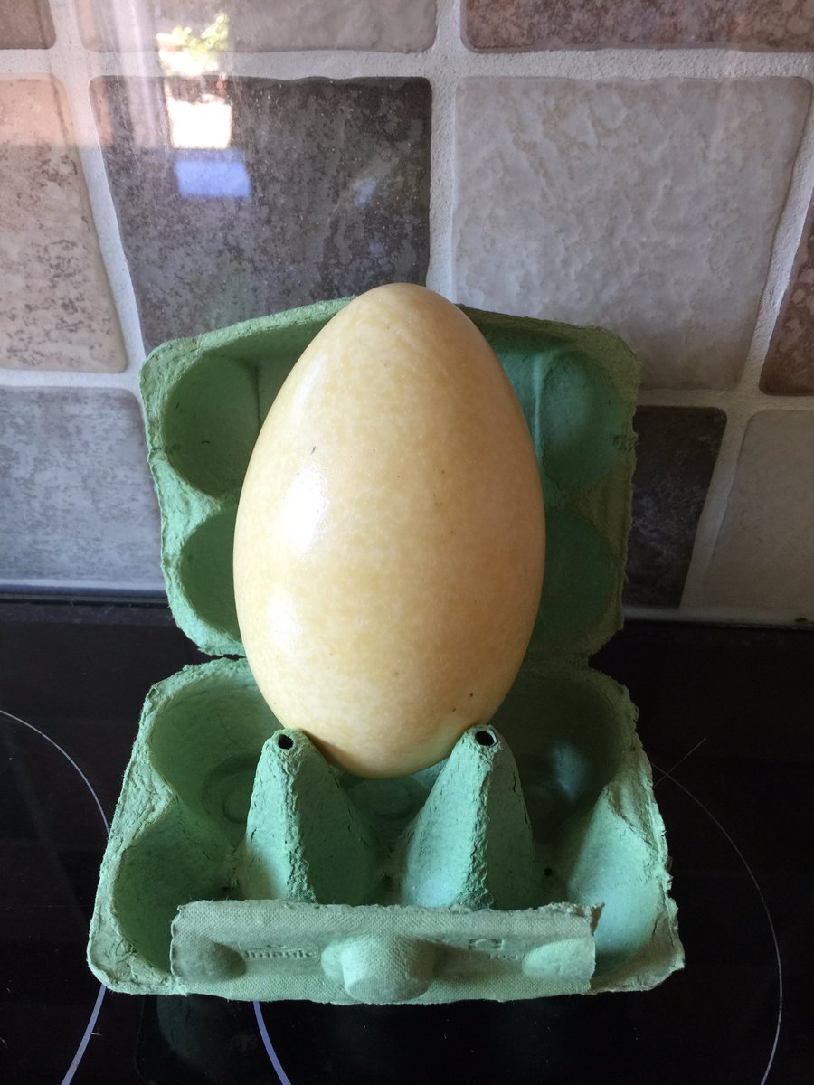 runslikeaduck's tweet photo. Edible gift from a neighbour, a Rhea egg 😄 https://t.co/4LF19AK4vU
