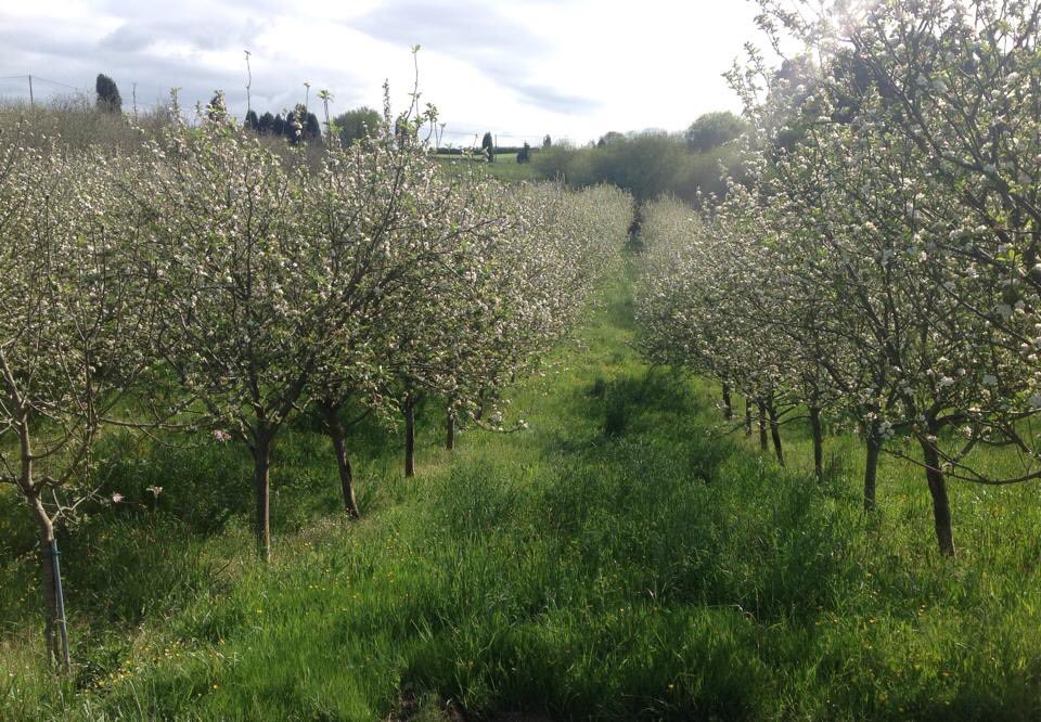 EMBrutnature's tweet photo. Hoy os mostramos la #floración 🌸desde nuestra #fincaViadi #terroír #Villaviciosa #EMbrutnature 🍾 #CosechaPropia 🍏🍎 https://t.co/Cw2u5dgtol