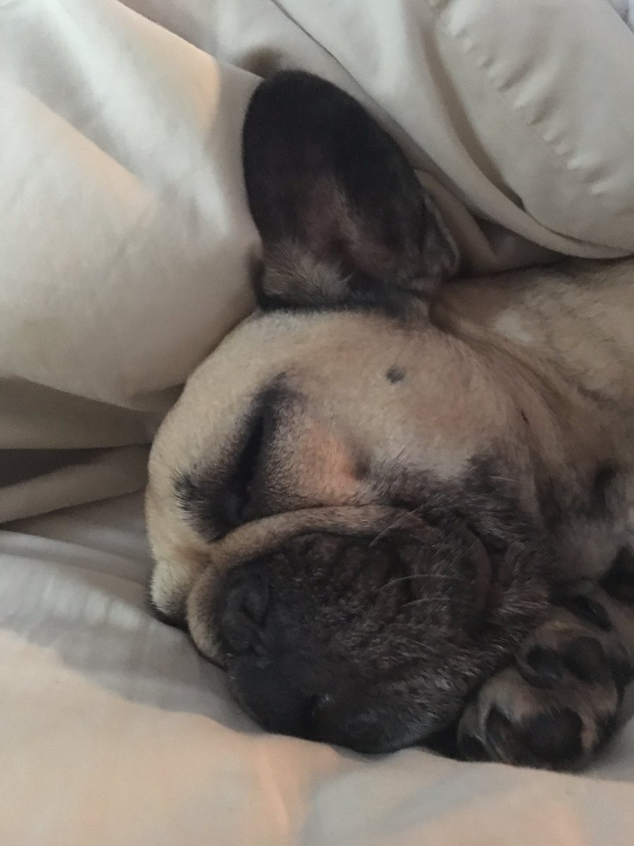 locococogiampa's tweet photo. Doing  #SundayMorning the Coco way! #frogdogs #Frenchie https://t.co/DWQuXFqYEZ