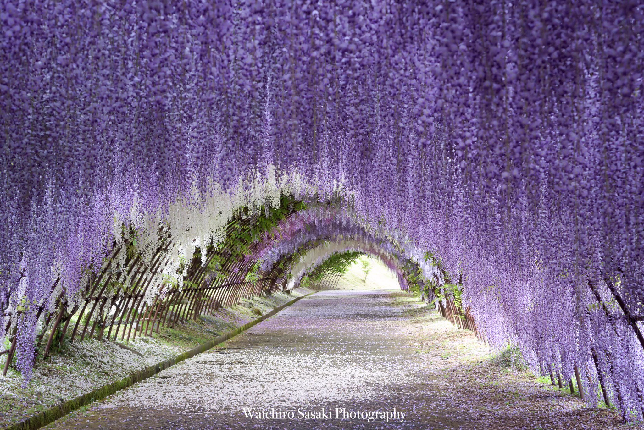 桜だけじゃない！５月は藤の花がきれいすぎる・・・！！