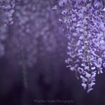 桜だけじゃない!５月は藤の花がきれいすぎる・・・!