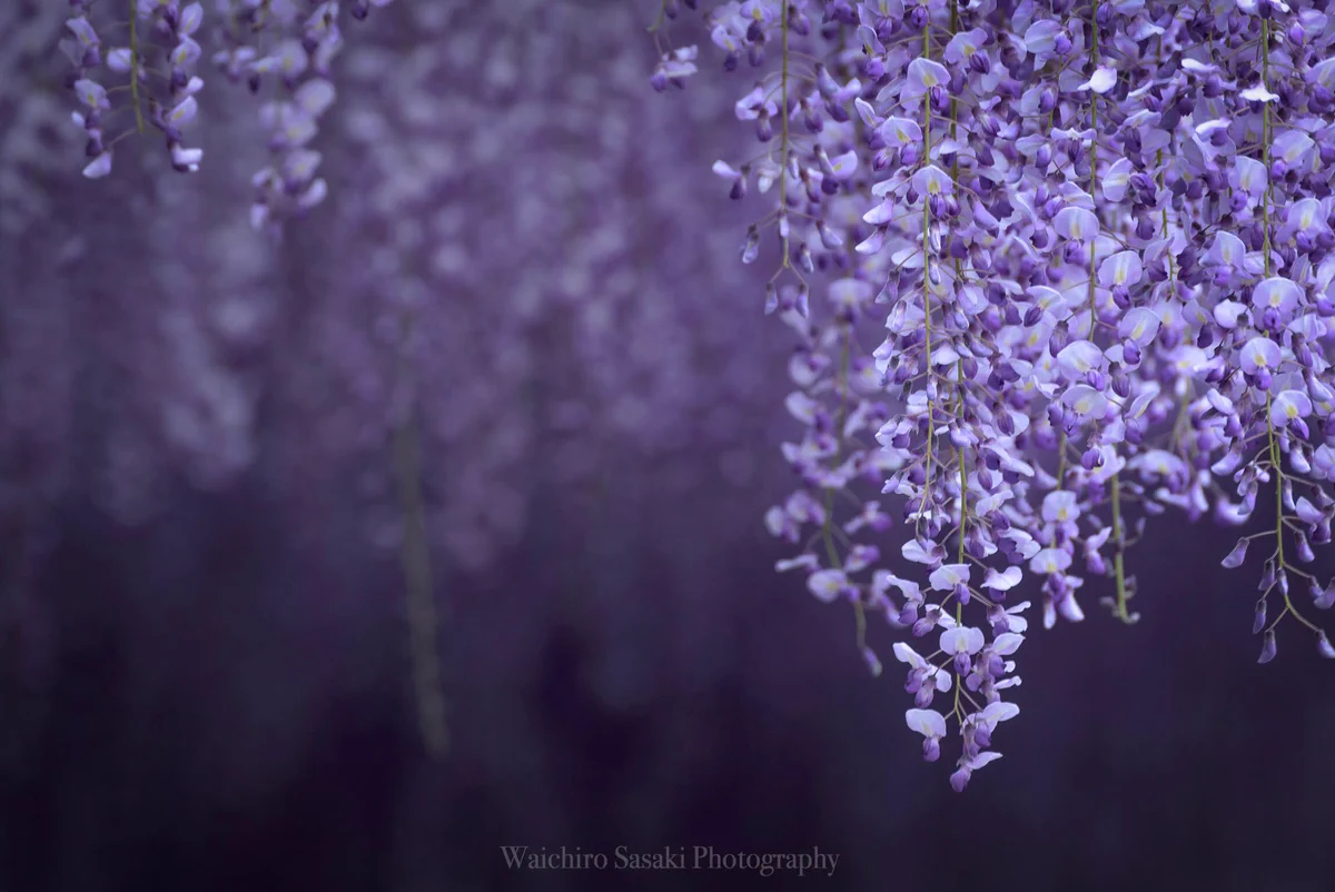 桜だけじゃない！５月は藤の花がきれいすぎる・・・！！
