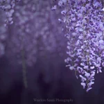 桜だけじゃない!５月は藤の花がきれいすぎる・・・!