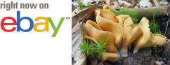 MycMush's tweet photo. ☼※ 15 g RABBIT EARS Spawn #Otidea leporina #Mushroom #Mycelium Fungus Seeds + eBook https://t.co/Sm6HMHjlL7 https://t.co/xBflfGhBDF