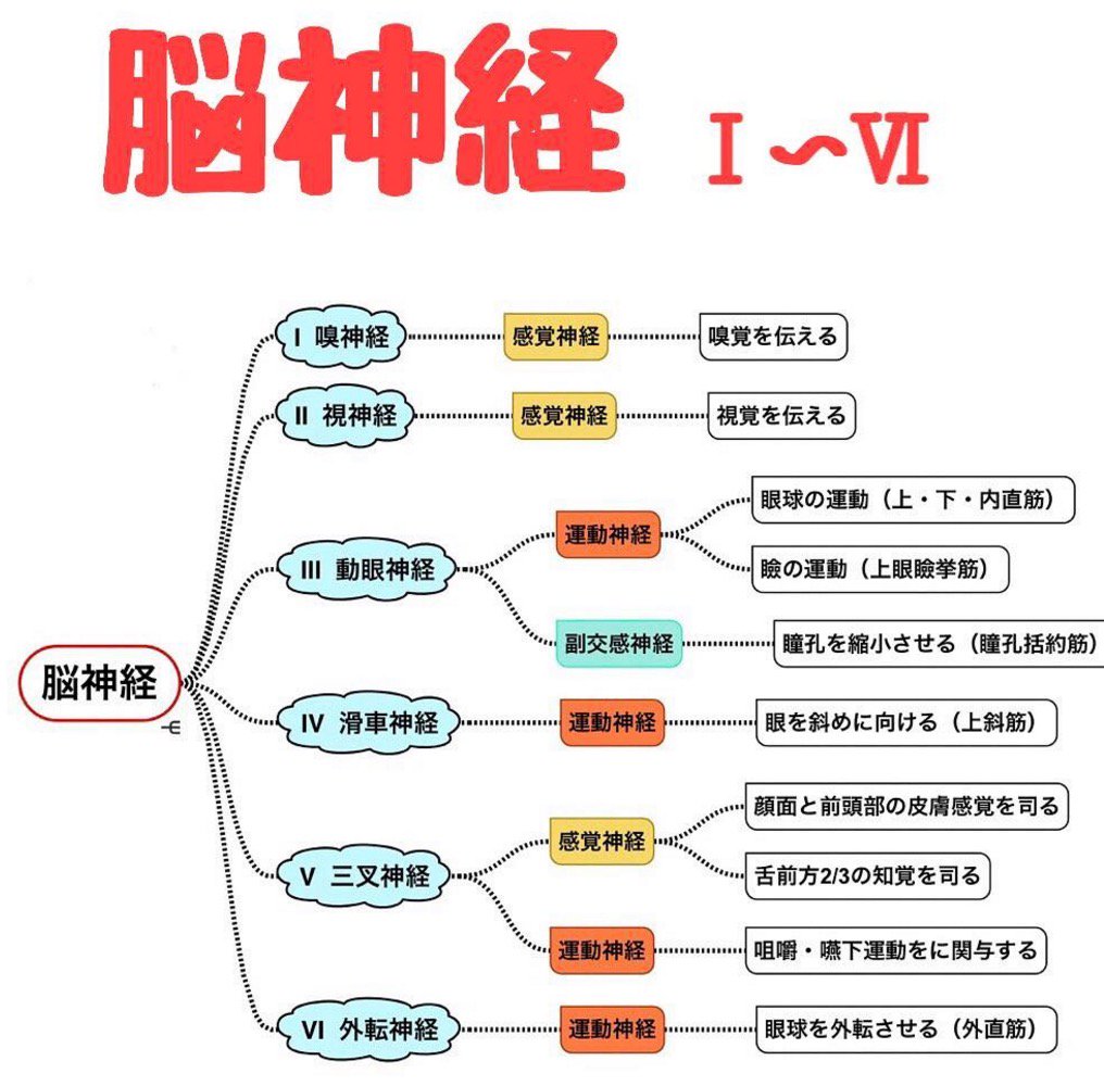 脳神経 Cranial Nerves Japaneseclass Jp