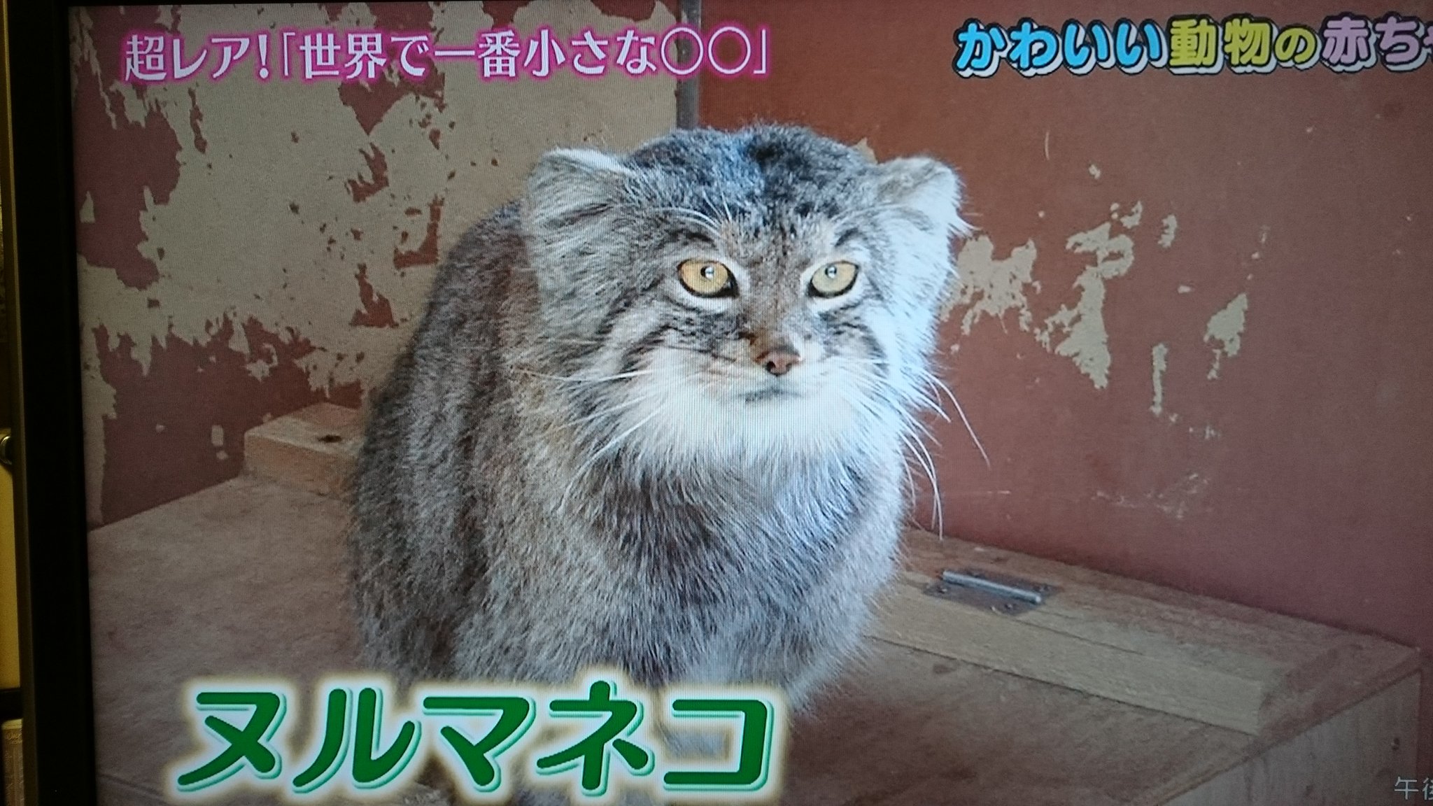 動物の赤ちゃん大集合 Twitter Search Twitter
