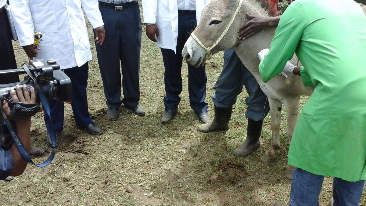 wameyokw's tweet photo. #WVD2017 #KenyaVetAt50Years KVA/CVA&UoN-FVM 26-28/04/17 @SafariPark_H & World Veterinary Day KCB Grounds Kajiado Sat 29/04/17 @TheBrookeEA https://t.co/DQEnWlsVxR