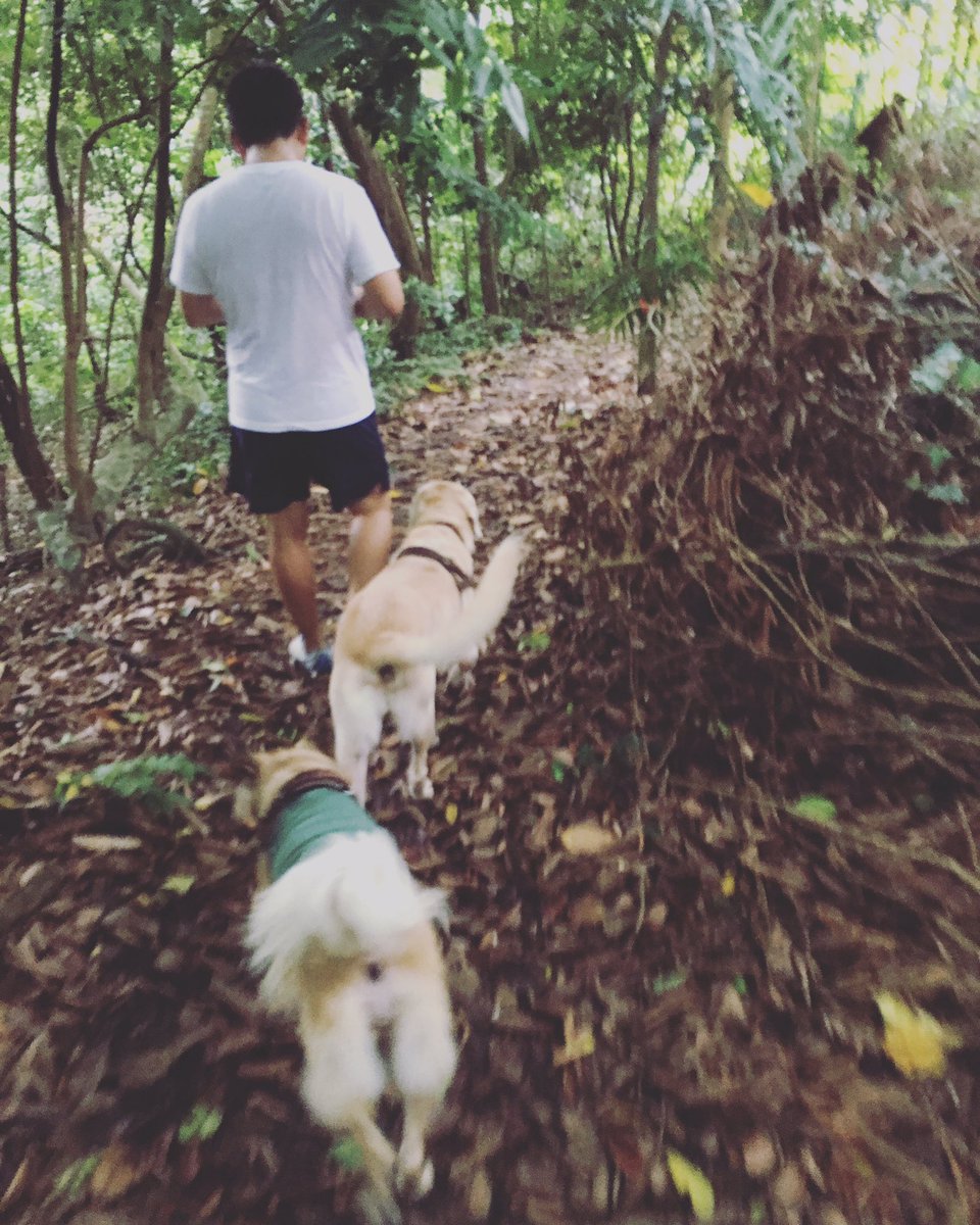gingerandbear's tweet photo. Weekend walkies on dirt tracks.🌿
What an adventure for city folks like us!
The Kampong Trail of Bukit Timah Nature Reserve. 
 #gingerandbear https://t.co/bEGa2Krmgk