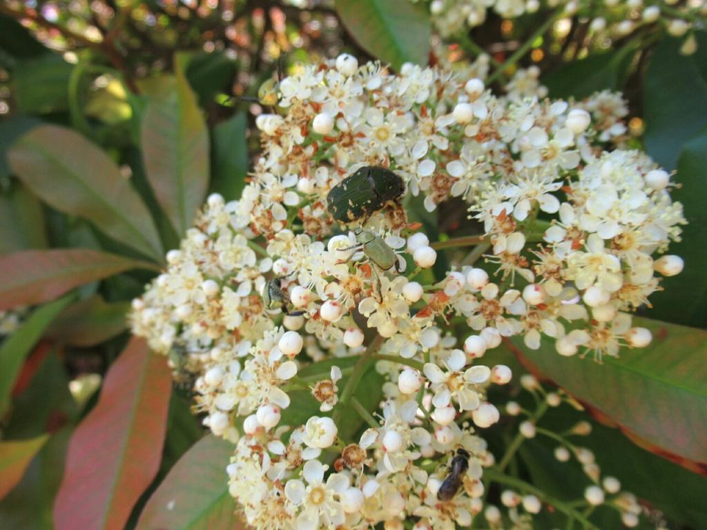 1000花 Ar Twitter 240 カナメモチ バラ科 日本原産 生垣によく使われる 特に近縁のオオカナメモチ との交配種ベニカナメモチ その中でもレッドロビンという品種 は光沢ある真っ赤な新芽が鮮やかで 広く世界中で生垣にされる 花は重視されないが 普通にバラ科