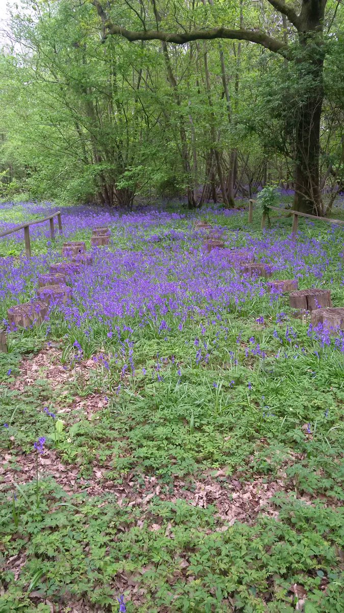 Arenafun's tweet photo. One of our popular team/ command Tasks on site. However nature has taken over for the moment. Looks great. https://t.co/Mdt08bHEn8
