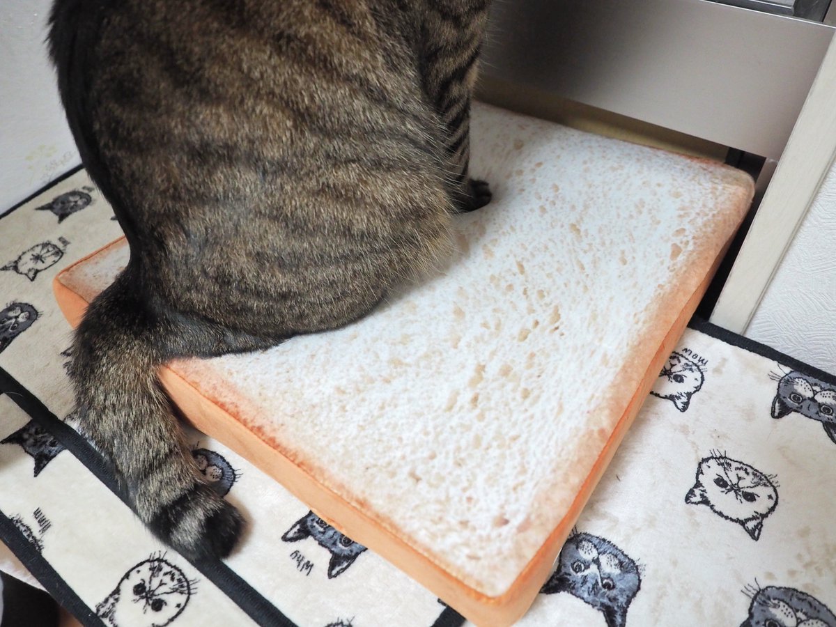 ミコフク No Twitter ホットカーペットから 食パンに変えてみたよ ニトリのバゲット クロワッサンの形をしたクッション も捨てがたかったが こちらの食パン型低反発クッションは厚さは5cmあり 座り心地もいい T Co 48hu9yhy6i 食パンクッション ミコフク No Twitter ホットカーペットから 食パンに変えてみたよ ニトリのバゲット クロワッサンの形をしたクッション も捨てがたかったが こちらの食パン型低反発クッションは厚さは5cmあり 座り心地もいい T Co 48hu9yhy6i 食パンクッション