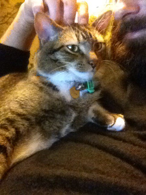 MondayStory's tweet photo. Regan has chosen me over the heater! 😱 #blessed #blossed https://t.co/Iq7sp9oGYm