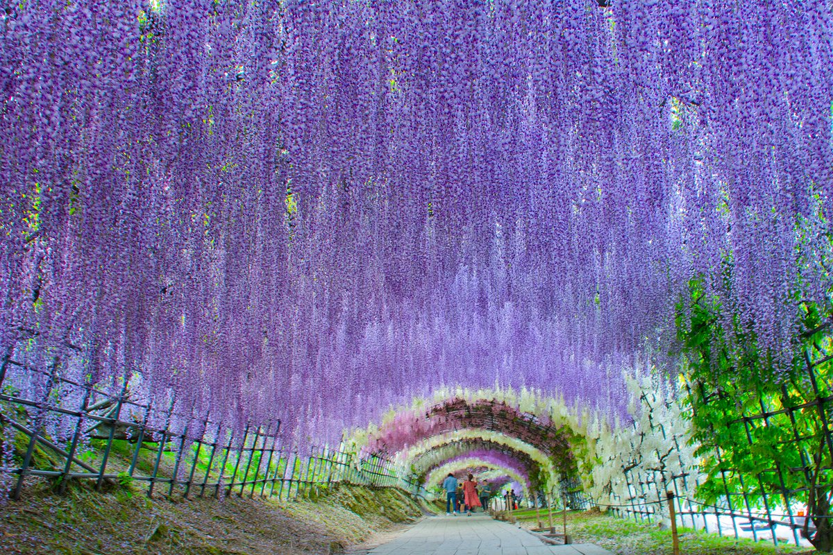 KurarKey's tweet photo. #日本　#北九州　#藤　#藤園　#藤棚　#紫　#河内藤園　#花　#植物　#写真撮影　#風景　#Japan #Kitakyushu #Fuji #Fujiyard #wisteria #Purple #KawauchiFujien #Flower #Plant #Landscape https://t.co/Ib4ixim0Ie
