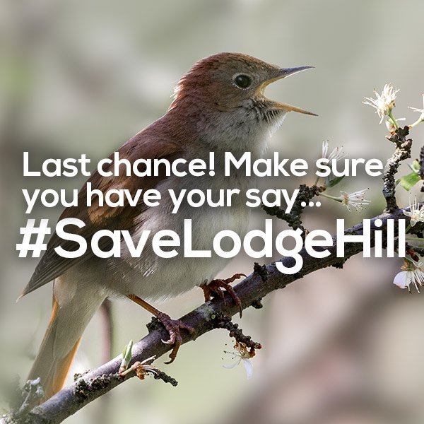 Tell Medway council to  #SaveLodgeHill not destroy it It's the nations best nightingale site rspb.org.uk/get-involved/c…