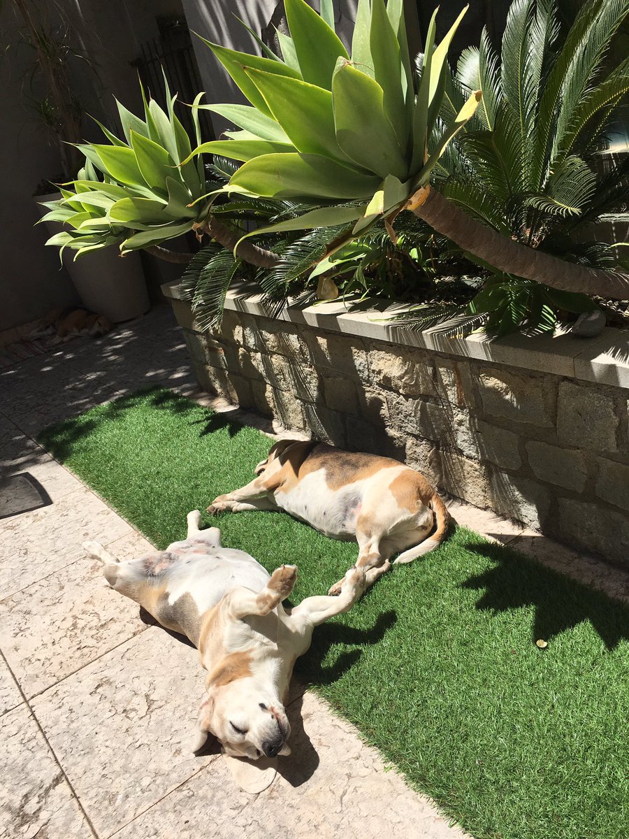 CarlottaModel's tweet photo. Have a nice Sunday! 🌞🐾🌱 #dogsoftwitter #beagle #spring      🐾🌴🌷🌊 https://t.co/PeW0IhC9sF